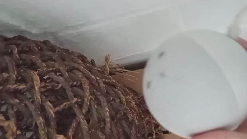 Alexa Echo Dot 5ta Generación Original